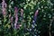 Tumbleweed white flowers and purple Salvia tesquicola flowers macro close up detail, soft blurry dark bokeh