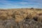 Tumbleweeds Piled in California Ranchland
