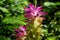 Tumeric flower Curcuma longa with a natural background.