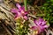 Tumeric flower Curcuma longa with a natural background.