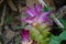 Tumeric flower Curcuma longa with a natural background.