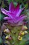 Tumeric flower (Curcuma longa) with a natural background