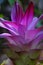 Tumeric flower (Curcuma longa) with a natural background