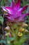 Tumeric flower (Curcuma longa) with a natural background