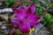 Tumeric flower (Curcuma longa) with a natural background