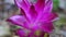 Tumeric flower (Curcuma longa) with a natural background