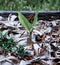 Tumeric Plant in Home Garden