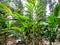 Tumeric plantation in Spice Garden in Munnar, Kerala, India