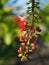 Tummy-wood Red Flower Hanging in The Garden