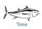 Tuna black and white outline. Vector illustration. Seafood