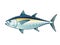 Tuna Blackfin Vector design Illustration