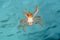 Tuna crab swimming in ocean