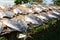 Tuna fish drying in the sun Sri Lanka