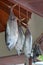 Tuna fish for sale in a fishermen food market in Rarotonga Cook
