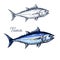 Tuna fish sketch with atlantic bluefin tunny