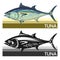 Tuna fish is a species of mackerel. Tunny. Thunnus. Fish for labels, logo, packaging. Fishing for tuna. Atlantic or Pacific tuna.