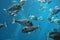 Tuna fish swims - Bluefin tuna Thunnus thynnus underwater swimming