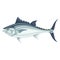 Tuna fresh large fish, seafood cuisine icon