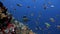 Tuna pufferfish and shark in one frame in blue sea
