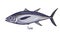 Tuna, retro-styled drawing of sea, ocean fish. Marine saltwater animal species profile in vintage style. Detailed