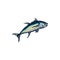 Tuna, thunnini, bullet atlantic bluefin tunny fish
