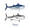 Tuna vector color illustration and black and white outline. Cartoon flat fish.