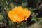 Tunas and cactus flowered in spring red fruits and yellow flowers