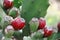 Tunas and cactus flowered in spring red fruits and yellow flowers