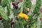 Tunas and cactus flowered in spring red fruits and yellow flowers