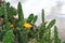 Tunas and cactus flowered in spring red fruits and yellow flowers