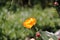 Tunas and cactus flowered in spring red fruits and yellow flowers