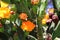 Tunas and cactus flowered in spring red fruits and yellow flowers