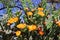 Tunas and cactus flowered in spring red fruits and yellow flowers