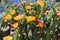 Tunas and cactus flowered in spring red fruits and yellow flowers