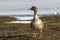 Tundra bean goose standing on the shore of the lake tundra