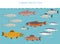 Tundra biome. Terrestrial ecosystem world map. Arctic fish infographic design