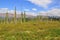 Tundra in the foothills of Putorana plateau.