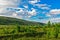 Tundra forest and mountains on a sunny summer day