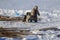 Tundra, open area, the boy with a dog in cold winter weather, the boy  in national clothes