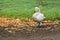 Tundra swan