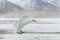 Tundra swan