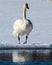 Tundra Swan