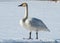 Tundra Swan