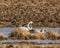 Tundra Swan adult and two juveniles feeding