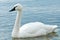 Tundra Swan - Cygnus columbianus