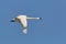 Tundra Swan Flying Against a Blue Sky