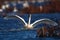 Tundra Swan lands with a splash in the Upper Mississippi