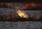 Tundra Swan preening in fall morning light