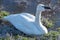 Tundra swan sitting on the shore