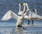 Tundra Swan sliding on the ice and braking to a stop